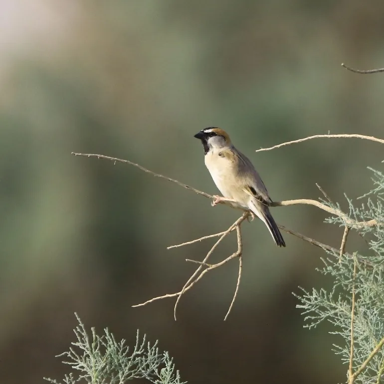 Xinjiang Ground Jay and Saxaul Sparrow