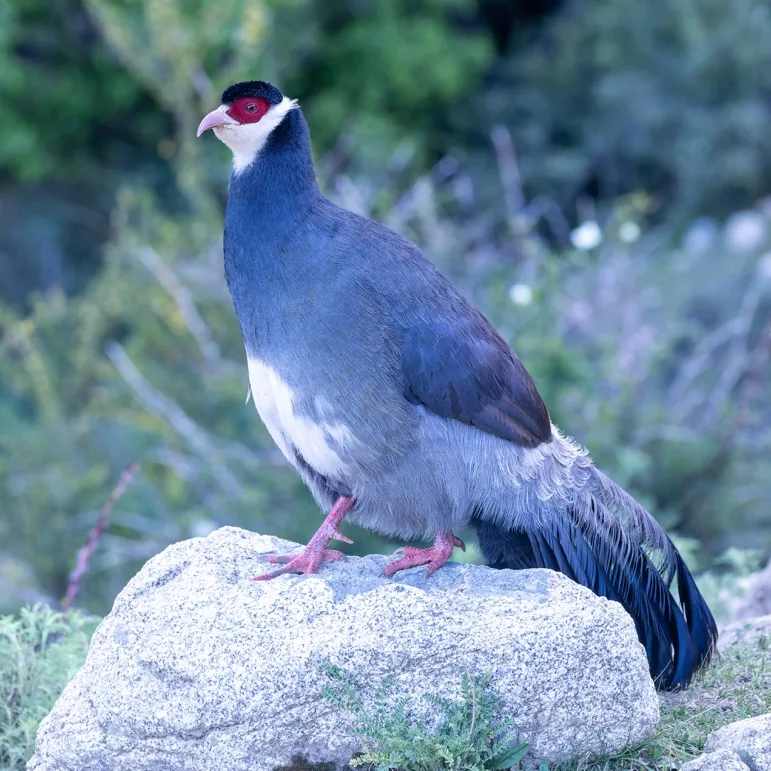 Prince Henri’s Laughingthrush and Tibetan Eared Pheasant · photo: Nick Watmough