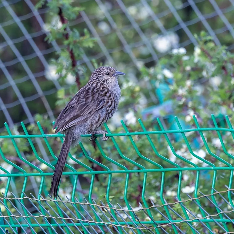 Tibetan Partridge and Giant Babax · photo: Nick Watmough