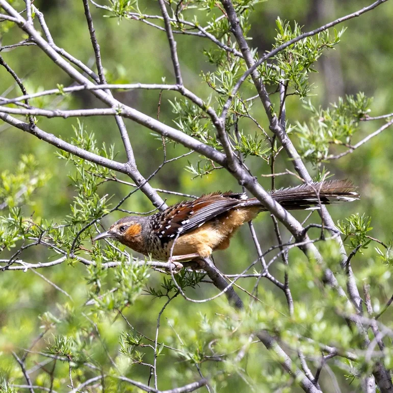 Przewalski’s Nuthatch and Giant Laughingthrush · photo: Nick Watmough