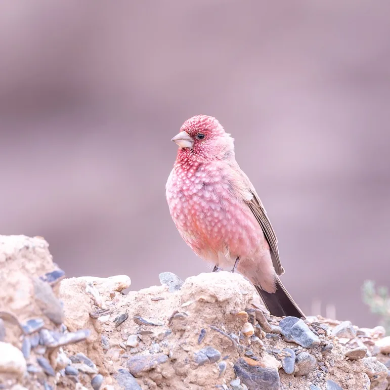 Roborovski's Rosefinch and Great Rosefinch · photo: Nick Watmough