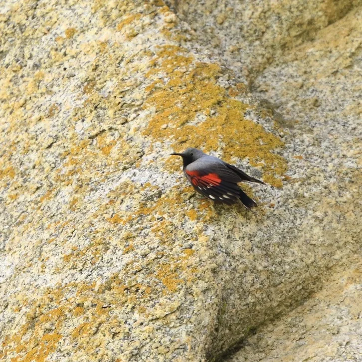 Tibetan Sandgrouse · photo: Nick Watmough and Wallcreeper · photo: Mike Nelson