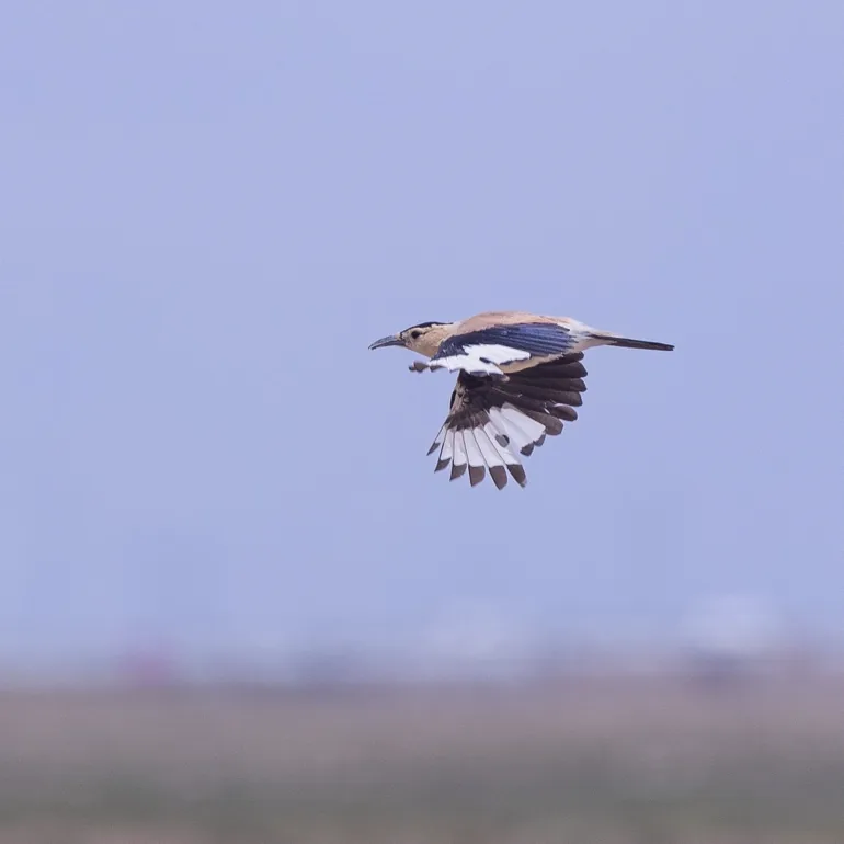 Ala Shan Redstart and Mongolian Ground Jay · photo: Nick Watmough