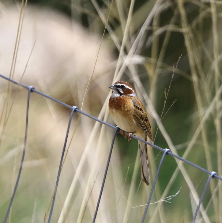 Pale Rosefinch and Meadow Bunting