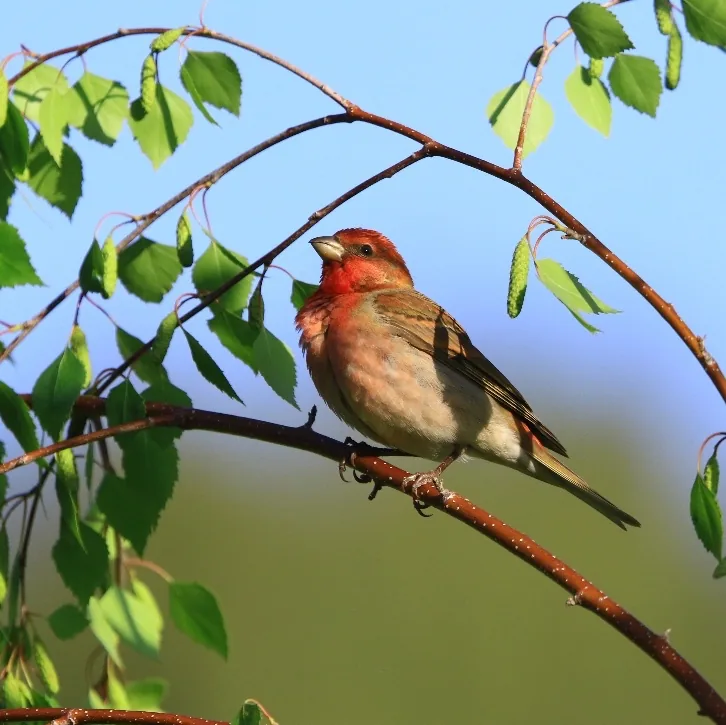 Eurasian Three-toed Woodpecker and Common Rosefinch