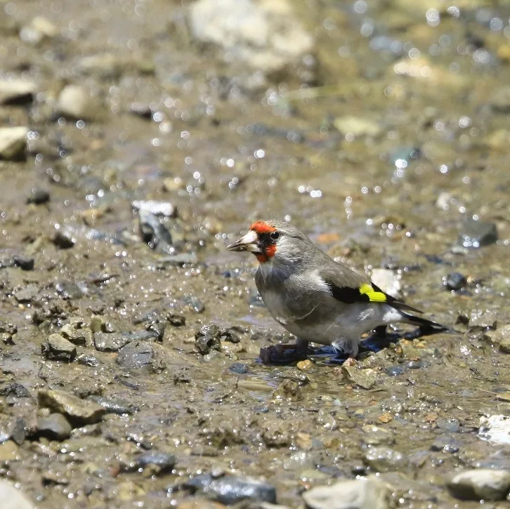 Fire-fronted Serin and Grey-crowned Goldfinch