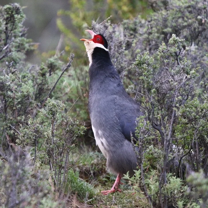 Pink-rumped Rosefinch and Tibetan Eared Pheasant