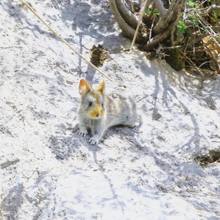 Red-billed Chough and Glover’s Pika