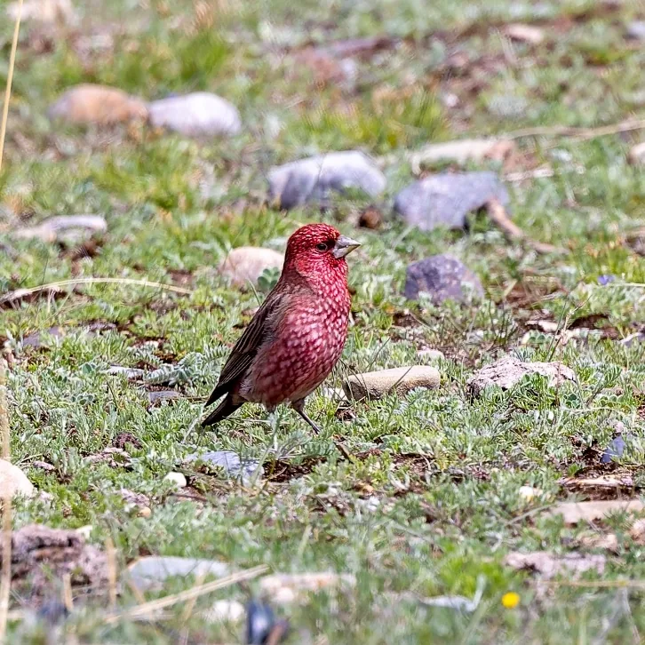 Ibisbill and Streaked Rosefinch · photo: Nick Watmough