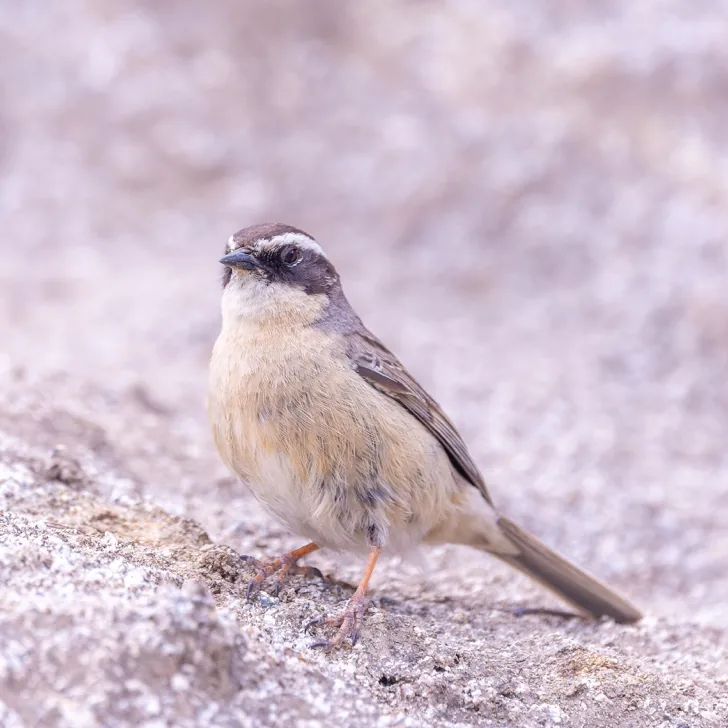 Tickell’s Leaf Warbler and Brown Accentor · photo: Nick Watmough