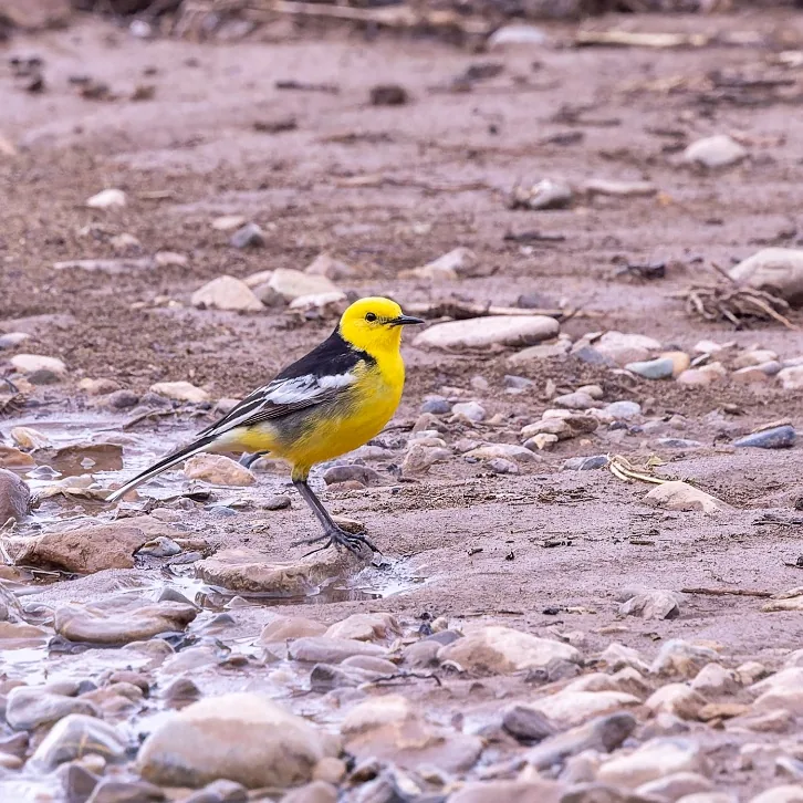 Black-headed Bunting and Tibetan Wagtail · photo: Nick Watmough