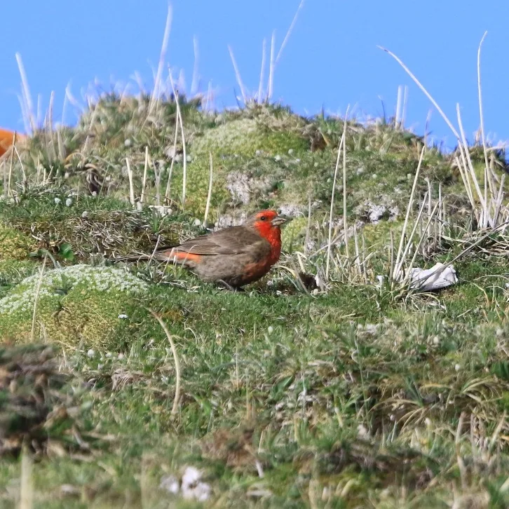 Himalayan Griffon and Red-fronted Rosefinch