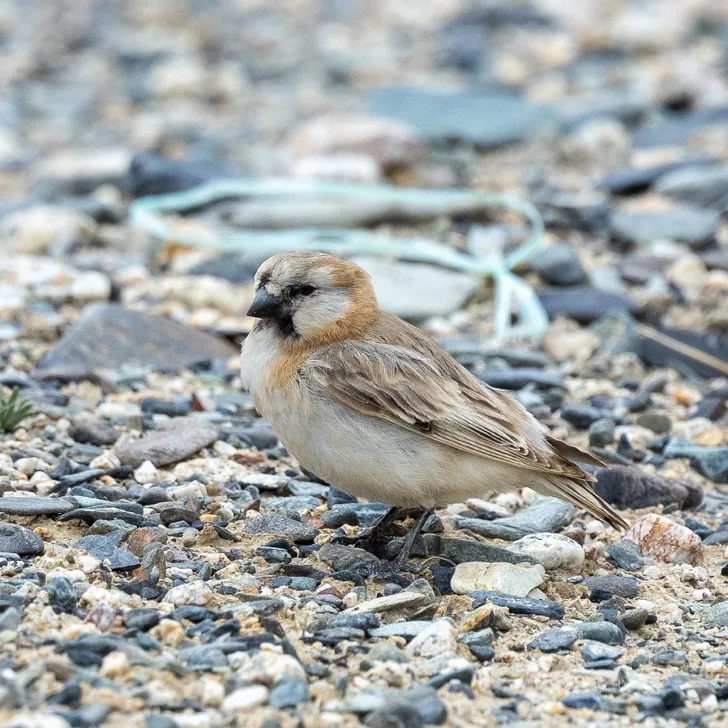 Tibetan Snowcock and Blanford's Snowfinch · photo: Nick Watmough