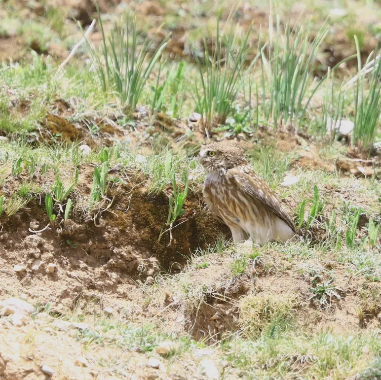 White-throated Dipper and Little Owl