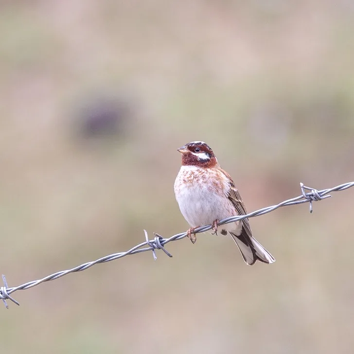 Siberian Rubythroat and Pine Bunting · photo: Nick Watmough