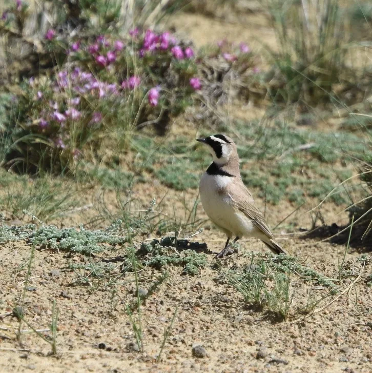 Black Redstart and Horned Lark