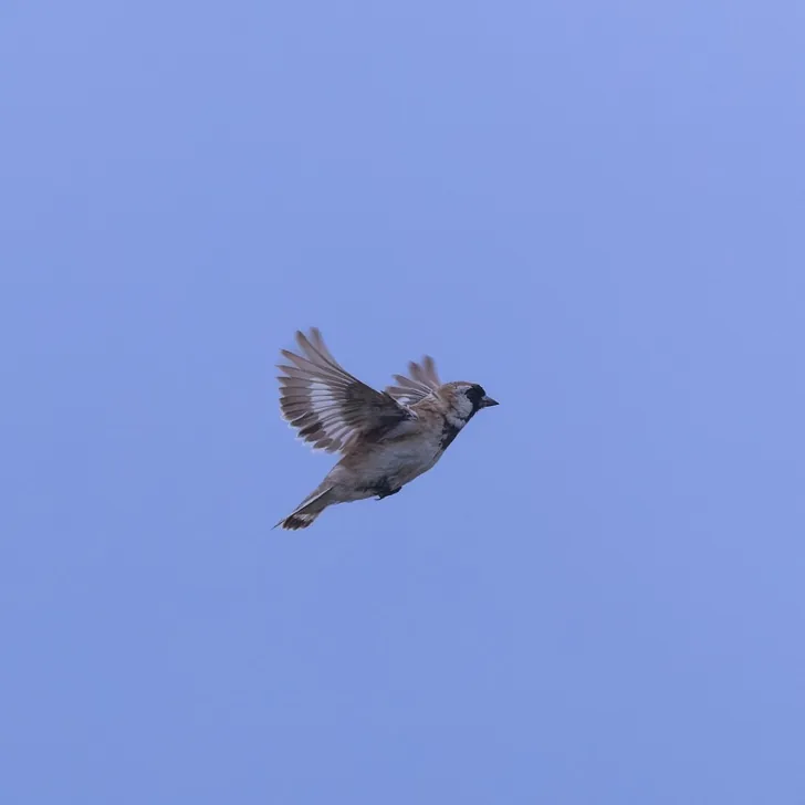 Tibetan Lark and Pere David’s Snowfinch · photo: Nick Watmough
