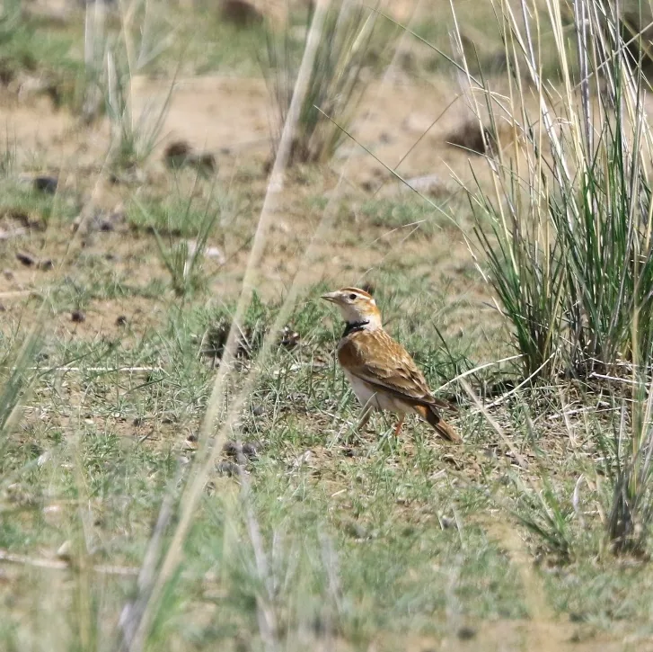 White-winged Grosbeakphoto: Nick Watmough and Mongolian Lark