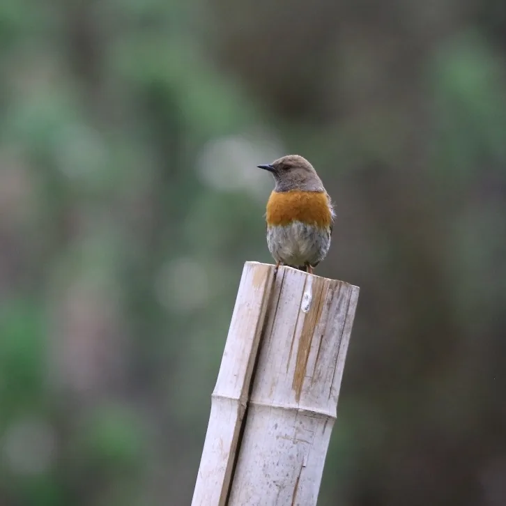 Siberian Stonechat (przewalskii) and Robin Accentor