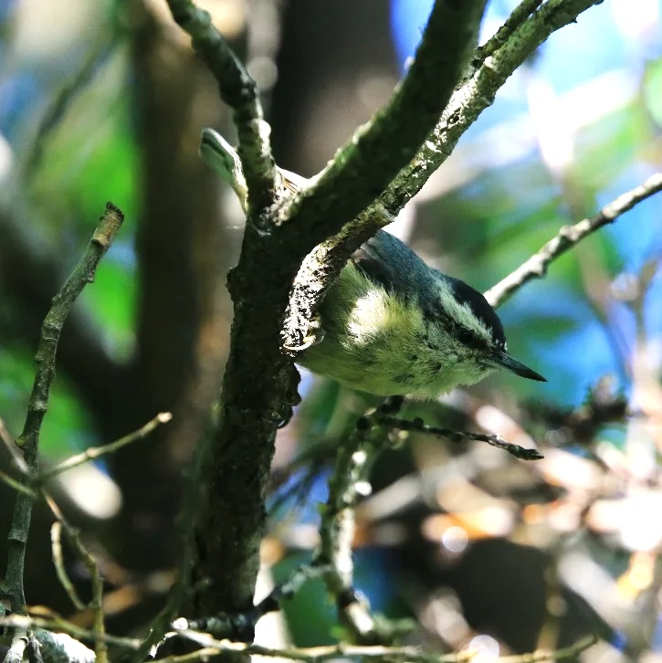 Chinese Thrush and Chinese Nuthatch