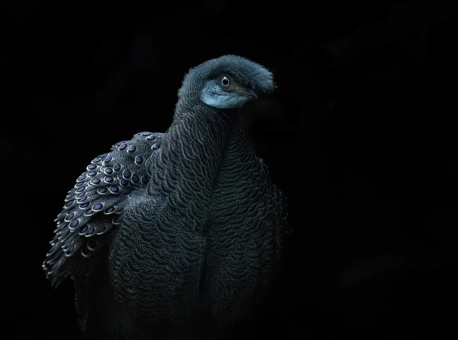 Gray Peacock-Pheasant