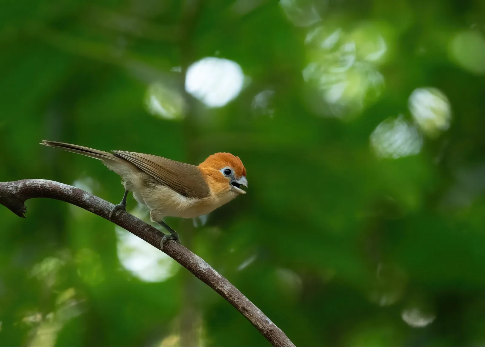 Rufous-headed Parrotbill
