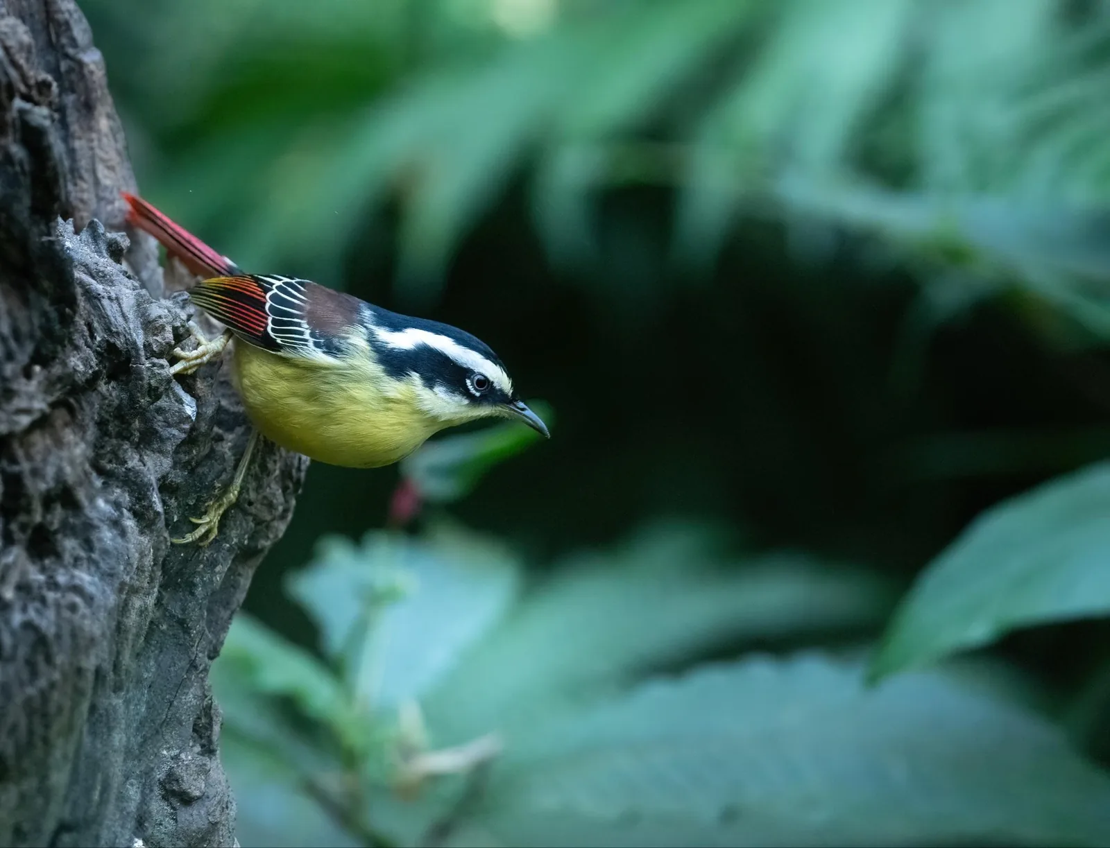 Red-tailed Minla