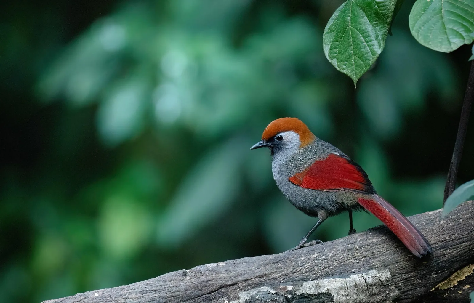 Red-tailed Laughingthrush