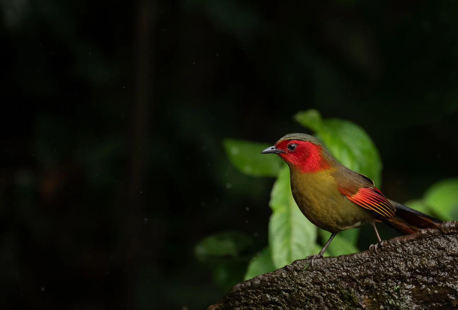 Scarlet-faced Liochila