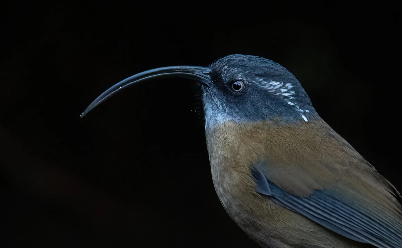Slender-billed Scimitar-Babbler