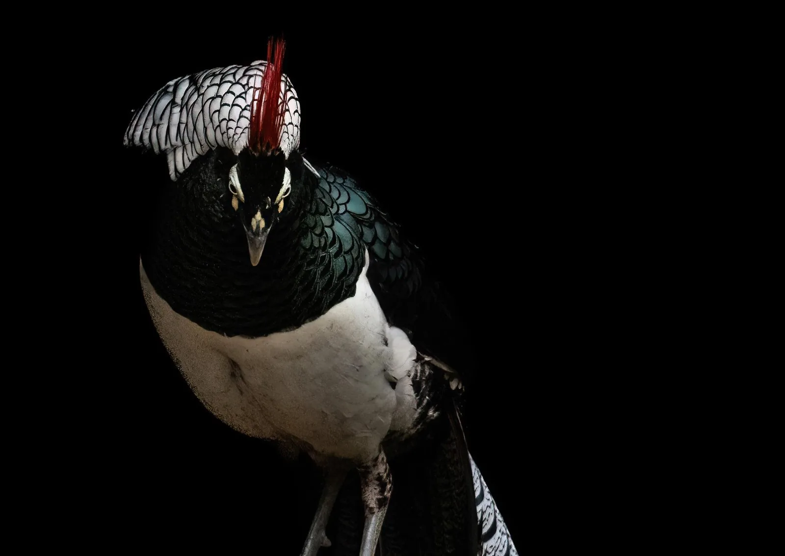 Lady Amherst’s Pheasant