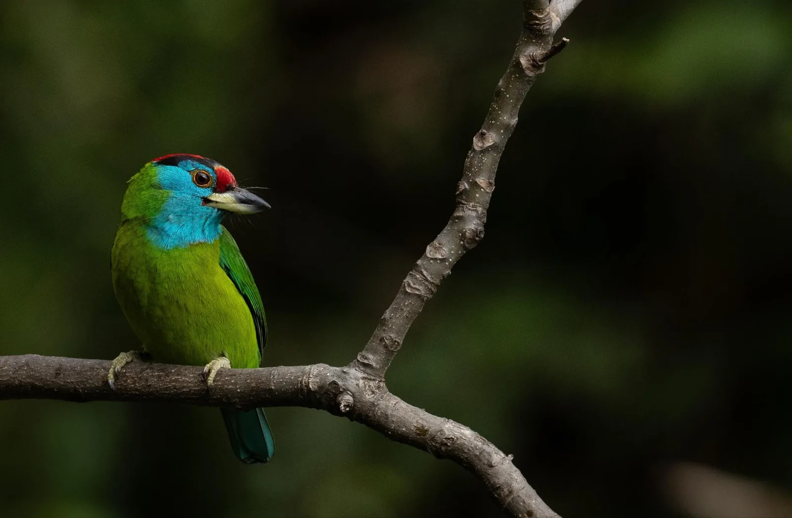 Blue-throated Barbet