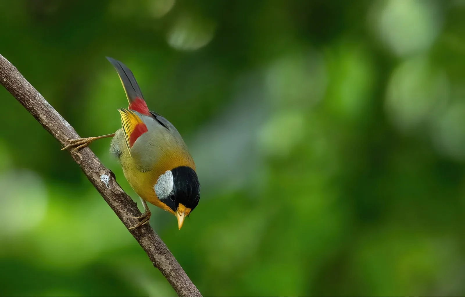 Silver-eared Mesia
