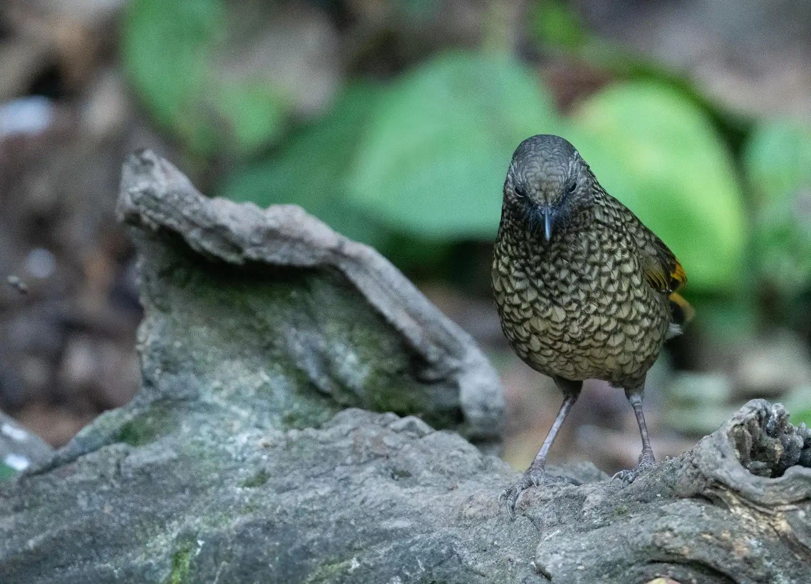 Scaly Laughingthrush