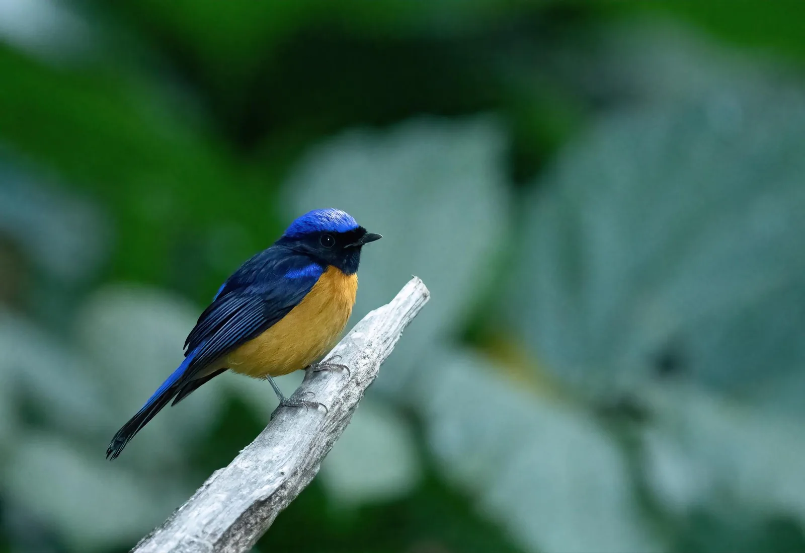 Rufous-bellied Niltava