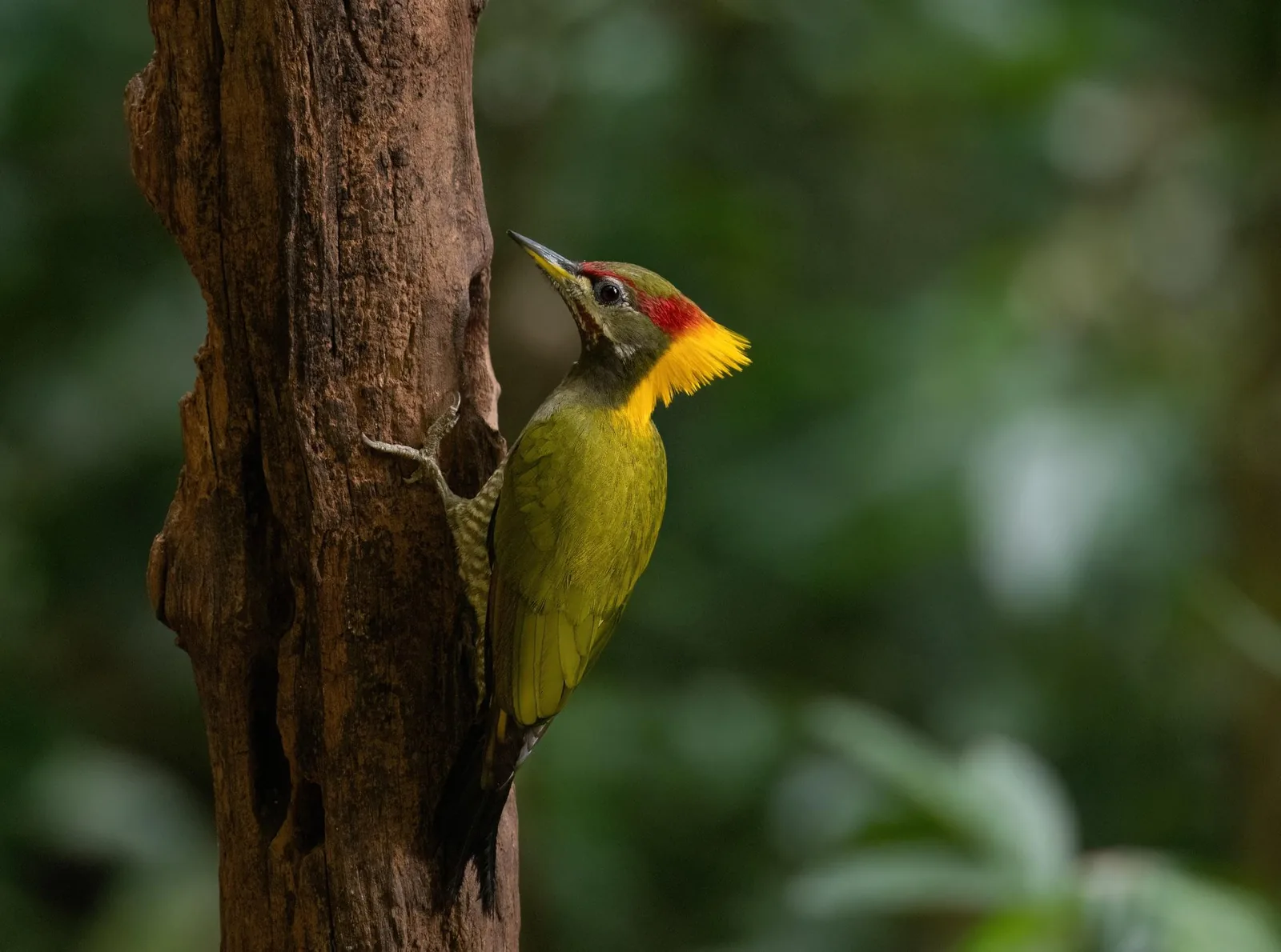 Lesser Yellownape