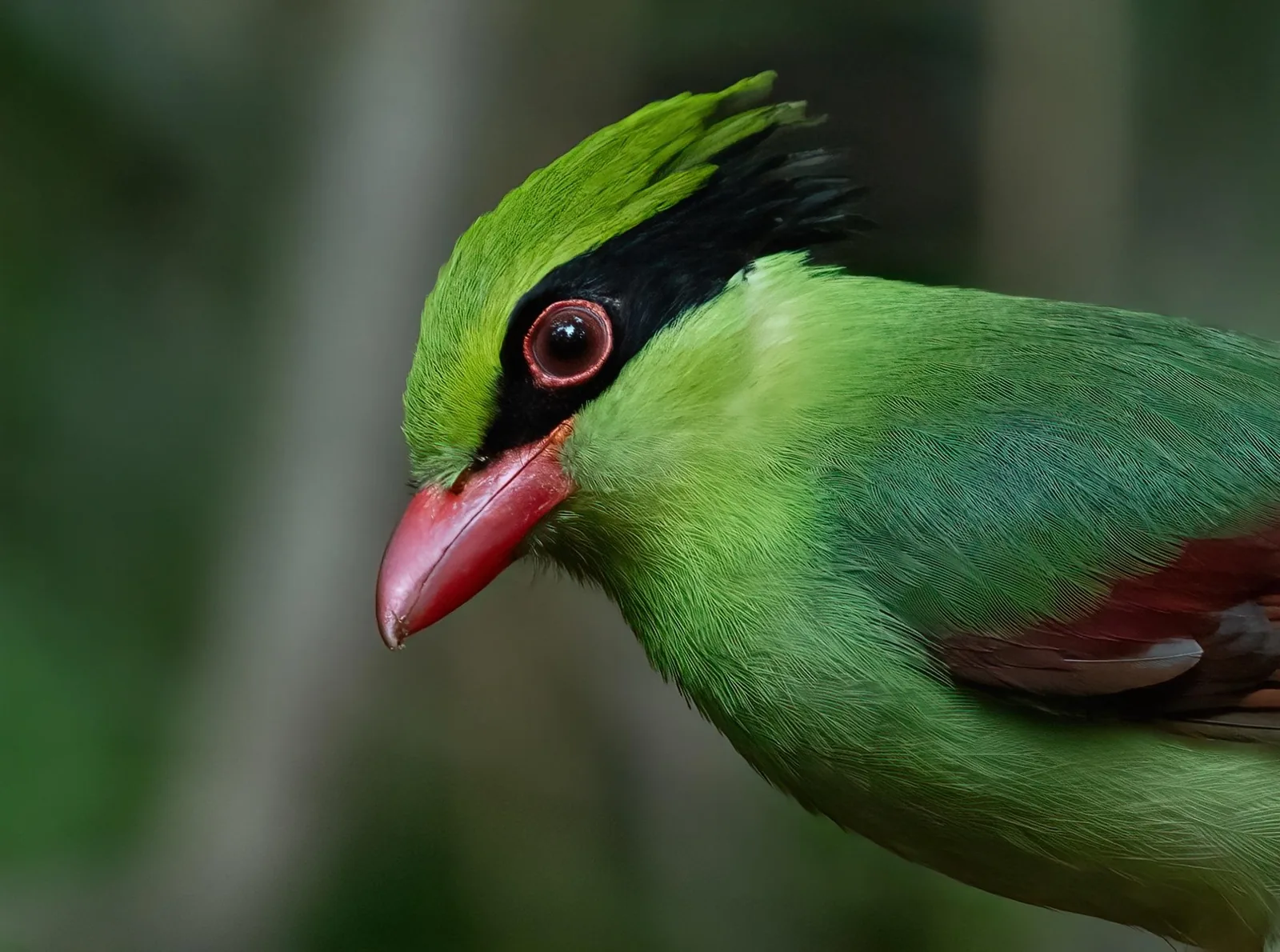 Indochinese Green-Magpie