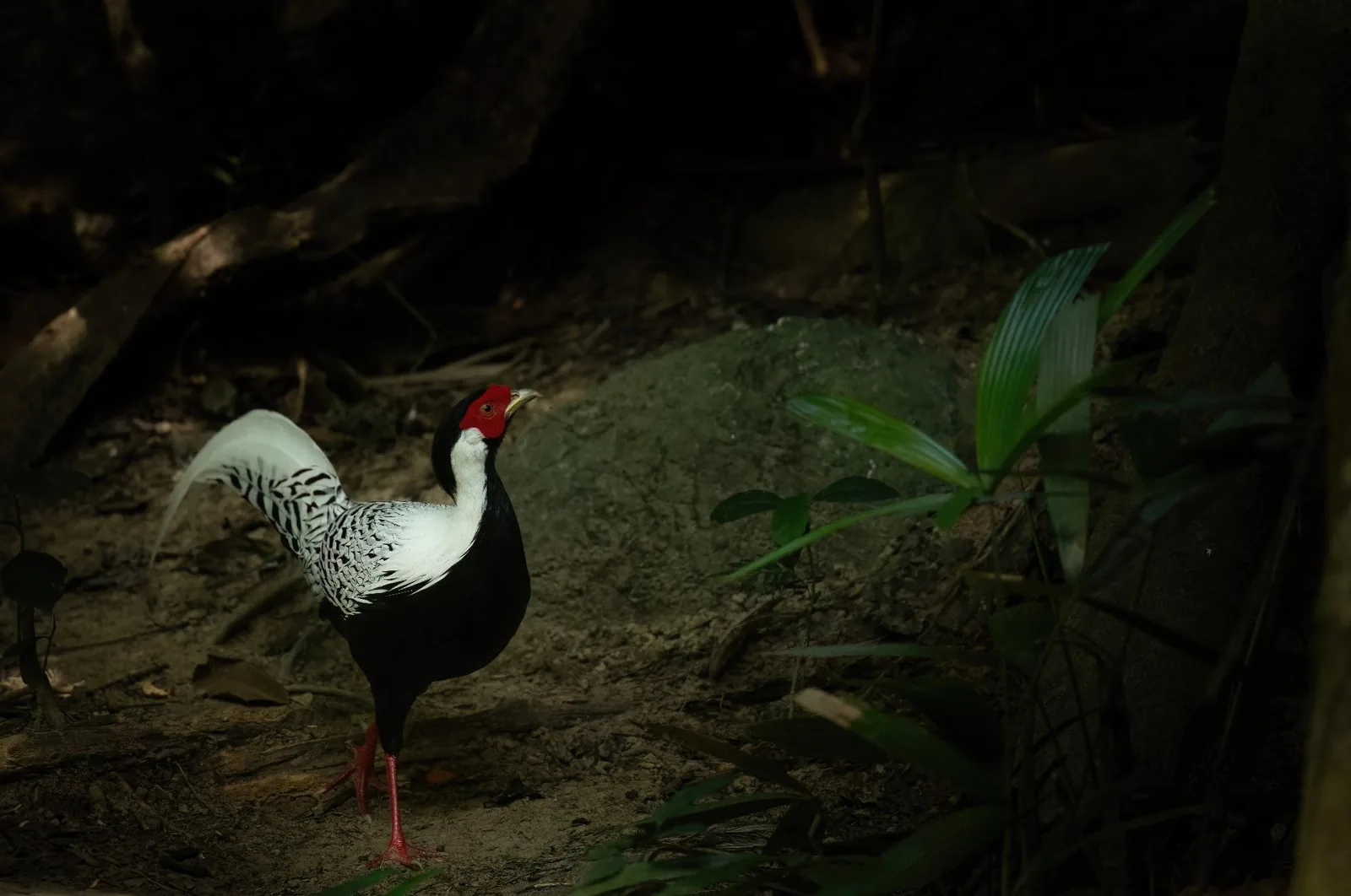 Silver Pheasant