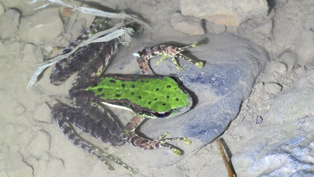 Amolops granulosus