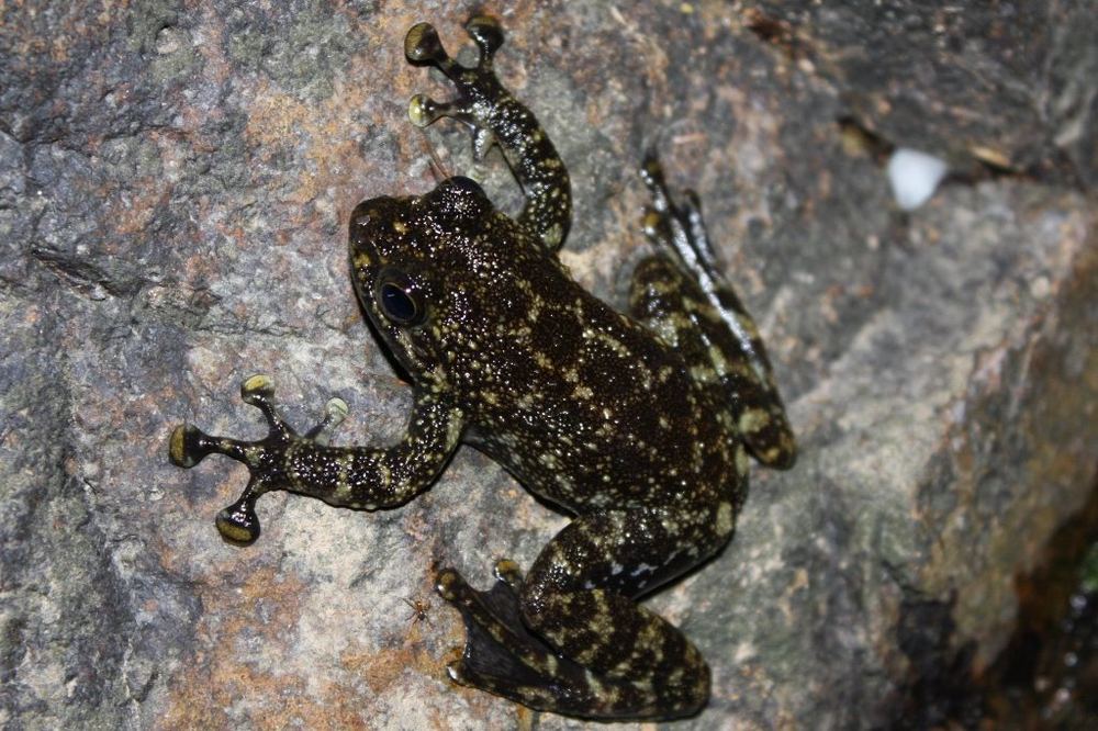 Amolops hongkongensis