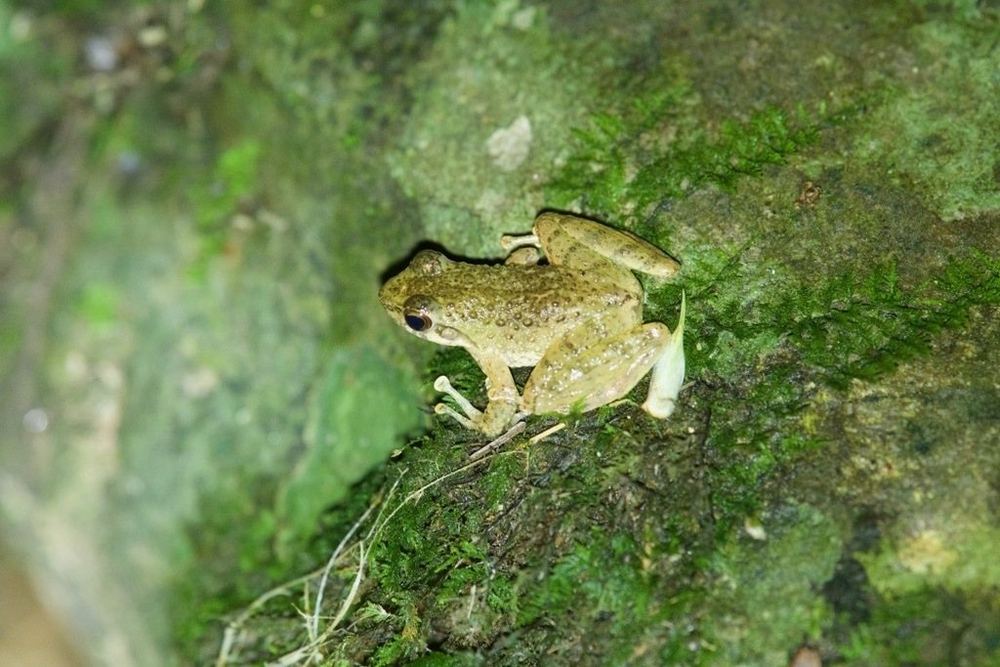 Amolops torrentis