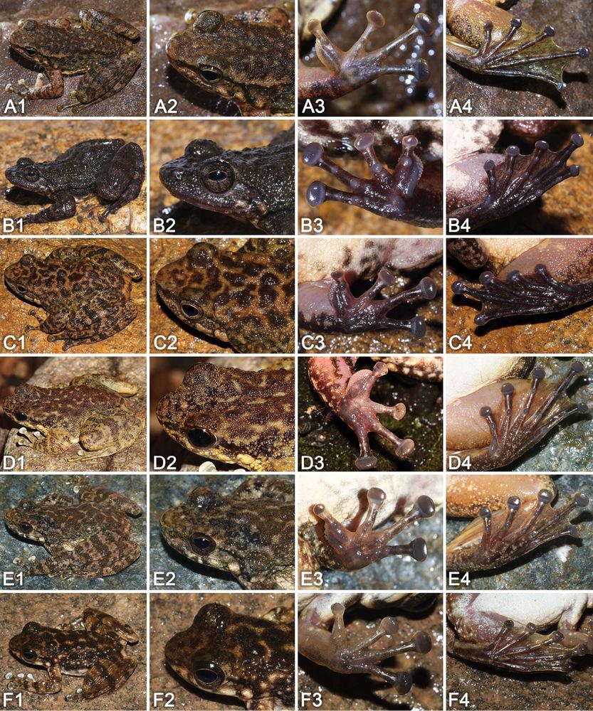 Amolops wuyiensis