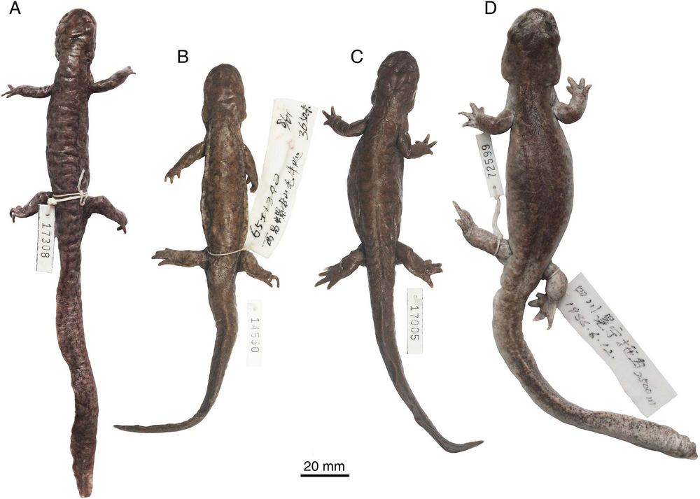 Batrachuperus yenyuanensis