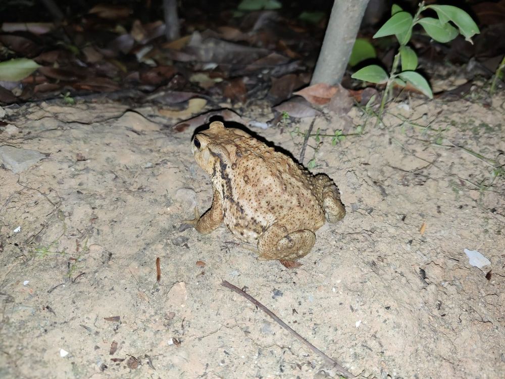 Asiatic Toad