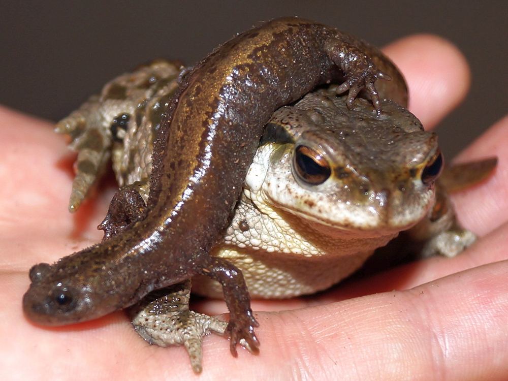 Bufo sachalinensis