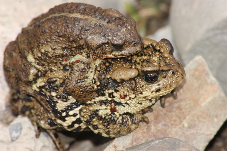 Bufo tibetanus