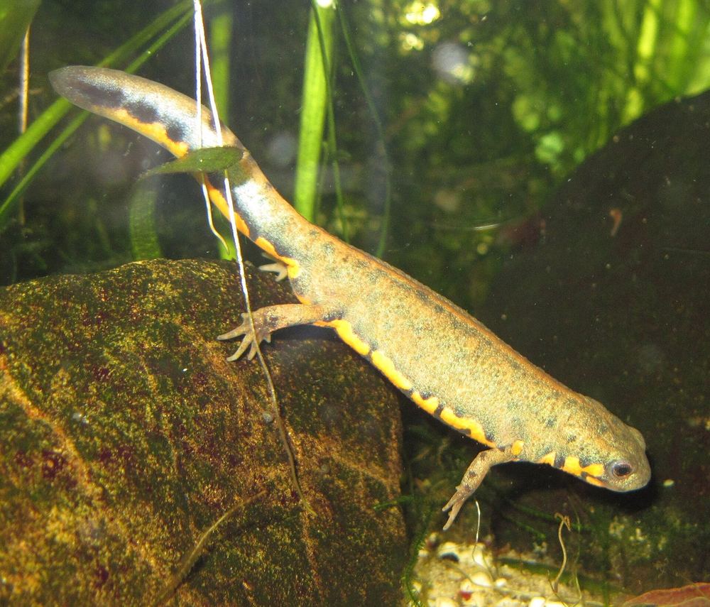 Cynops cyanurus