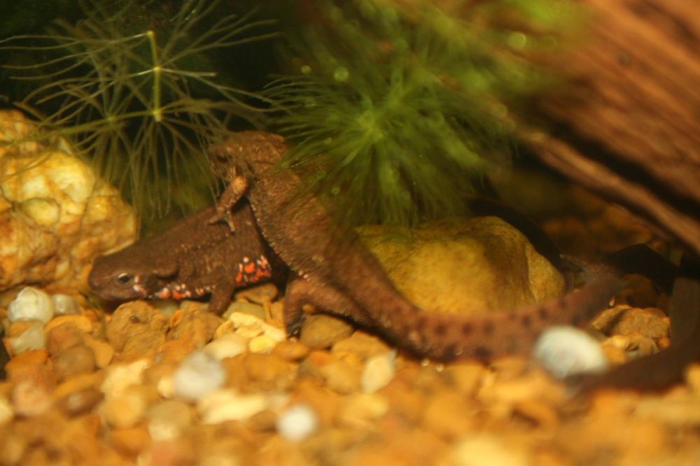 Cynops orientalis