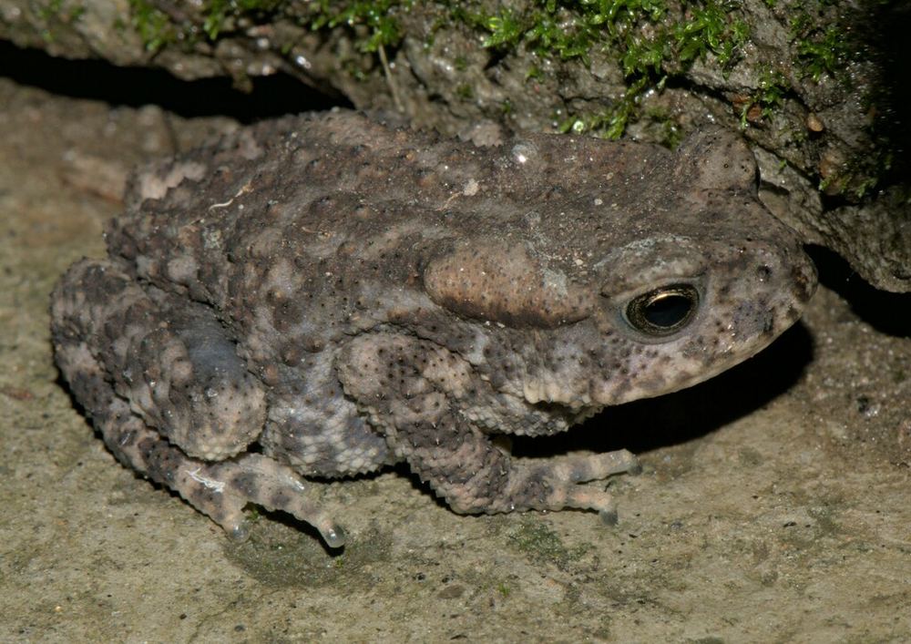 Himalaya Toad