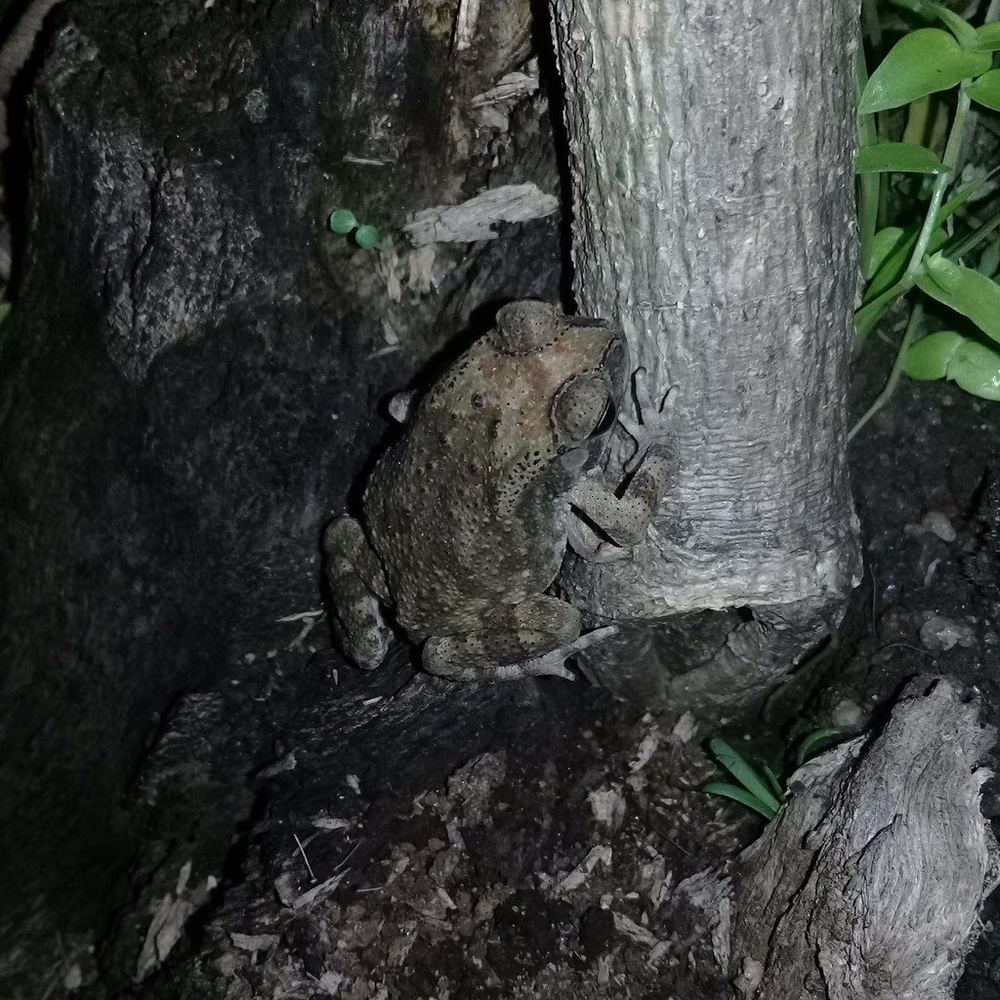 Asian Common Toad